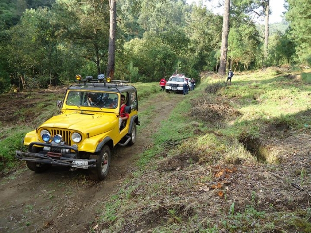 jeeps en el bosque